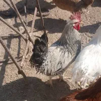 فروش خروس محلی|حیوانات مزرعه|یاسوج, |دیوار