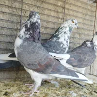 ستا قاره یک جفت کله دار گرگی|پرنده|هشتگرد, شهرک ریحانه|دیوار