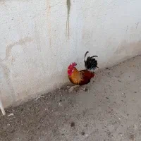 حیوانات مزرعه خروس برای فروش|حیوانات مزرعه|دهدشت, |دیوار