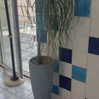 گل و گلدان|گل و گیاه طبیعی|رامجین, |دیوار