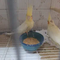 پرنده|پرنده|مشهد, امام خمینی|دیوار