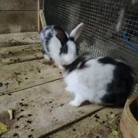 یک جفت خرگوش|موش و خرگوش|قشم, |دیوار