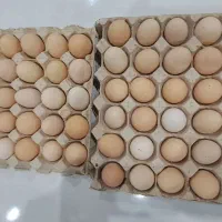 تخم مرغ نطفه دار.میبد