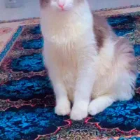 اسمش اقای لئو هست قشنگ اسمشو میدونه