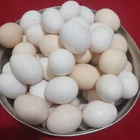 تخم مرغ محلی اصلی