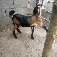 کهر نر چپش