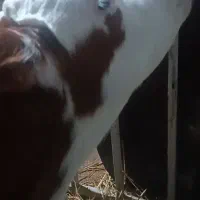 گاو با گوساله سمینتال نر و تلیسه 4ماه ابستن|حیوانات مزرعه|قائم‌شهر, |دیوار