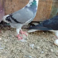 نر ابلق مینا مگس