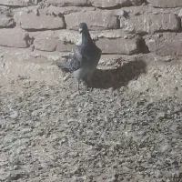 دوتا کبوتر صید