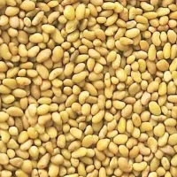 بذر یونجه