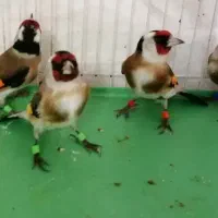 فروش سهره رسمی نر تضمینی