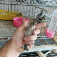 جوجه سهره خال دار بستان آباد