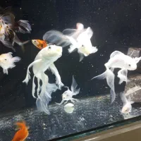 ماهی کوی سوپر باله