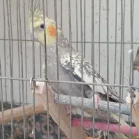 پرنده عروس