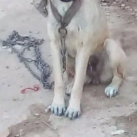 توله سگ سرابی به شرط آدمی معاوضه با سگ گوسفندی|سگ|شیروان (خراسان), |دیوار