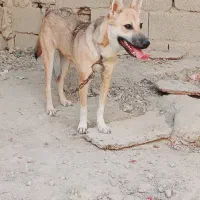 سگ لوتی ماده ۶ ماه|سگ|اهواز, غیزانیه|دیوار