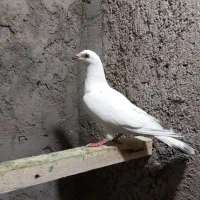 ۵تا کبوتر|پرنده|عجب شیر, |دیوار