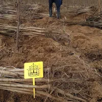 نهال های مثمر برتر