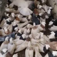 کبوتر طوقی|پرنده|مبارکه, |دیوار