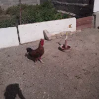 خروس|حیوانات مزرعه|رامجین, |دیوار