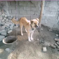 فوری