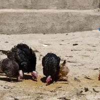 بوقلمون محلی خوب موجود هس|حیوانات مزرعه|زاغه, |دیوار