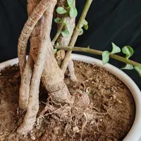 بنسای خرفه ۵ ساله|گل و گیاه طبیعی|اصفهان, ملکشهر|دیوار