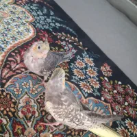 عروس هلندی جفت|پرنده|شاهینشهر, حاجی آباد|دیوار