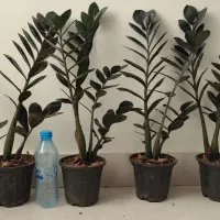 زاموفیلیا سوپر بلک