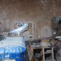 کبوتر جفتی نقره ای و چند تا گرفتنی