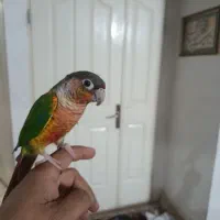 گرینجیگ نر آماده با قرمزی بالا باتست جنسیت|پرنده|مشهد, شهید آوینی|دیوار