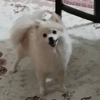 فروش، سگ ماده کاملاآموزش دیده|سگ|بافت, |دیوار