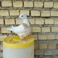 کفتر شیخی ۷ تا