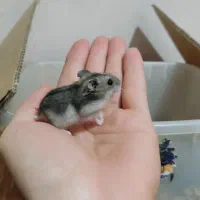 همستر|موش و خرگوش|اراک, |دیوار