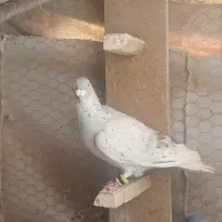 کبوتر|پرنده|کاشمر, |دیوار
