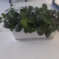 گل طبیعی پر و سرحال|گل و گیاه طبیعی|پردیس, فاز ۸|دیوار