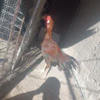 خروس و مرغ لاری اصل نژاد افغان