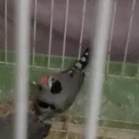 پول نیازم قیمت مناسب انواع طوطی سانان معاوضه فروش|پرنده|اردکان, |دیوار