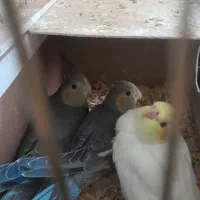 عروس هلندی جوجه|پرنده|بجنورد, |دیوار