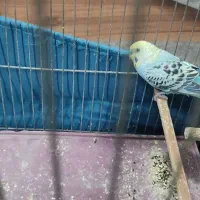 ی جفت مرغ عشق