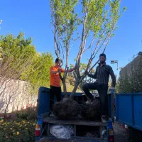 حراج ویژه نهال تمام فصل در نهالستان پاشاپور