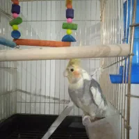 فروش یک جفت عروس هلندی