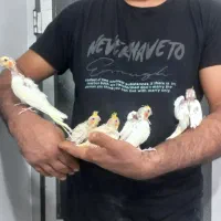 جوجه عروس هلندی دونخور یکجا و تکی