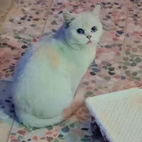 گربه اصیل اسکاتیش بریتیش|گربه|هشتگرد, هیو|دیوار