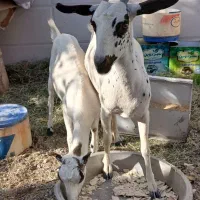 کهر|حیوانات مزرعه|تخت, |دیوار