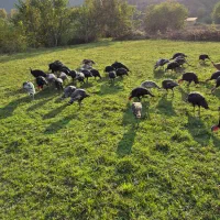 بوقلمو|حیوانات مزرعه|خدا آفرین, |دیوار