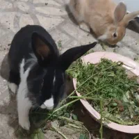 خرگوش  نرو ماده