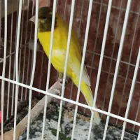 فروش انواع قناری آماده نرو ماده