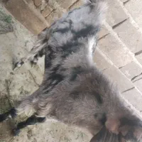 بز نر|حیوانات مزرعه|ایرانشهر, |دیوار