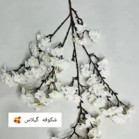 گل و گلدان|حراج|بندرعباس, |دیوار